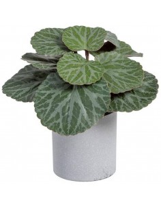 Mākslīgais augs SAXIFRAGA H18