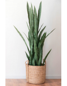 Mākslīgais augs PEPP H150 2