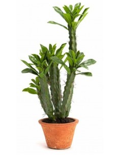 Mākslīgais augs EUPHORBIA H57