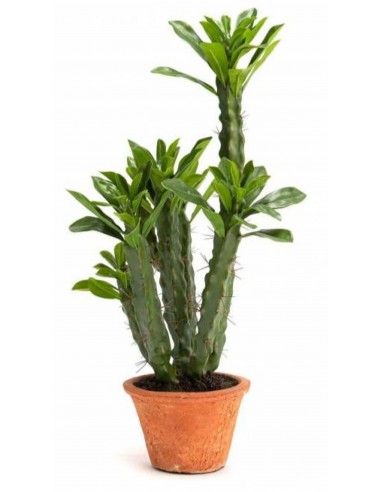 Mākslīgais augs EUPHORBIA H57
