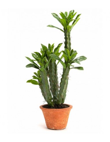 Mākslīgais augs, kaktuss EUPHORBIA H57