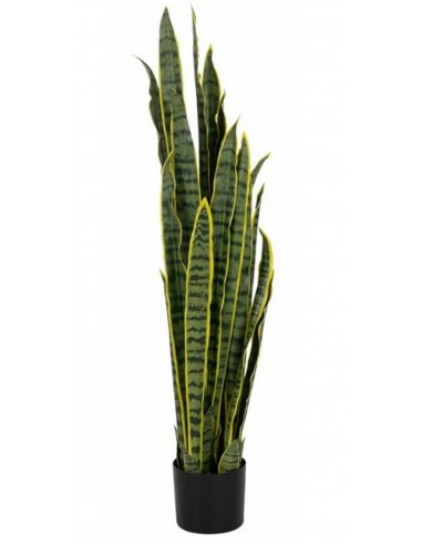 Декоративное растение DRACENA H115