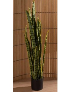 Dekoratīvs augs DRACENA H115 2