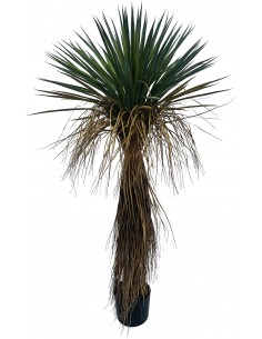 Mākslīgais augs YUCCA H120